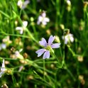 Petrorhagia saxifraga fleur